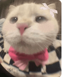 a white cat wearing a pink bow tie looks at the camera