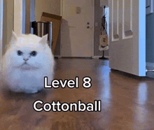 a white cat is walking in a hallway with the words level 8 cottonball written on the floor .