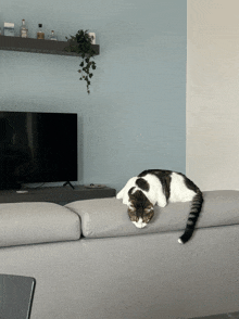 a cat is laying on a couch in front of a flat screen tv