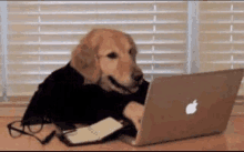 a dog is sitting at a table using a laptop computer .