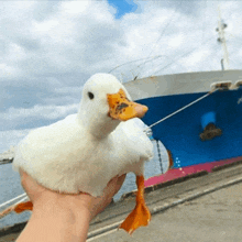 a person is holding a small white duck in front of a large blue ship