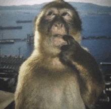 a close up of a monkey 's face with a body of water in the background