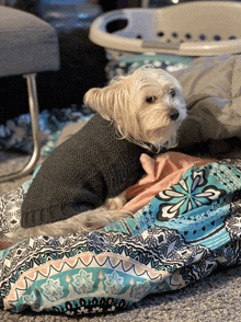 a small white dog wearing a grey sweater laying on a blanket