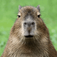 a close up of a capybara 's face against a green background