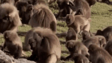 a herd of baboons are standing in the grass .