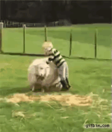 a boy is riding a sheep in a field with a gifbin.com watermark on the bottom