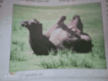 a shot on oppo shows a camel laying on its back in a field