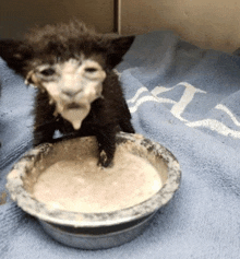 a kitten is drinking from a bowl of food on a blue towel