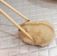 a hamster with chopsticks sticking out of its back