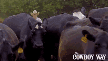 a man in a cowboy hat stands in front of a herd of black cows with the cowboy way written on the bottom