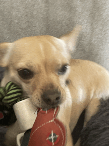 a small brown dog chewing on a red toy