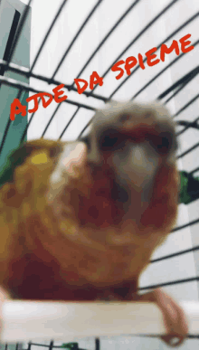 a close up of a bird in a cage with the words " aide da spleme " written in red