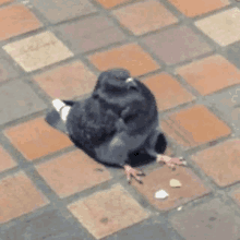 a pigeon is sitting on a brick floor with a piece of food in its beak .