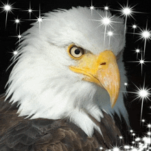 a bald eagle with a yellow beak is surrounded by stars on a black background