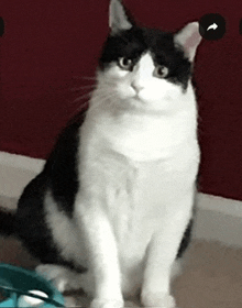 a black and white cat is sitting on the floor and looking at the camera