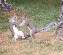 two squirrels are playing with each other in a field