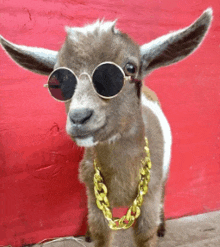 a goat wearing round sunglasses and a gold chain around its neck