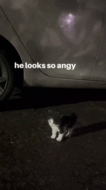 a black and white cat is standing in front of a car with the caption he looks so angy