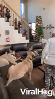 a group of dogs are sitting on a couch in a living room with a christmas tree behind them .