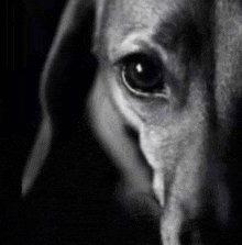 a black and white photo of a dachshund 's face and eyes .