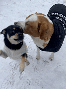 a dog wearing a black sweater that says " keep ugly " kisses another dog on the nose