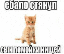 a kitten is sitting in front of a white background with russian writing