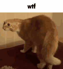 a cat is standing on a bed with the words wtf above it