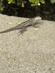 a lizard is sitting on a concrete surface looking at the camera