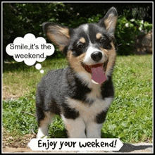 a black and white corgi puppy is standing in the grass with its tongue hanging out and smiling .