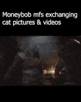 a collage of cat pictures and videos with the caption moneybob mfs exchanging cat pictures and videos