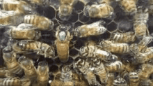 a close up of a beehive with a queen bee in the middle .