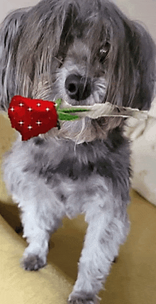 a small dog with a red rose in its mouth and a feather in its mouth