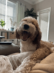 a brown and white dog with its mouth open