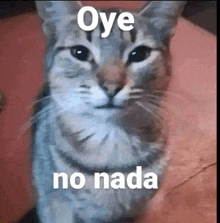 a cat is sitting on a couch with the words `` oye no nada '' written on it .