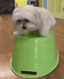 a small white dog is standing on top of a green bowl .