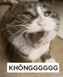 a cat with its mouth open and a sign that says không g