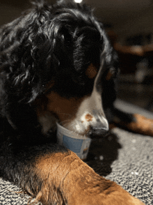 a dog chews on a container of yogurt with a blue label