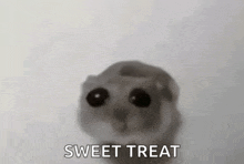 a close up of a hamster with black eyes and the words `` sweet treat '' written on it .