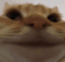 a close up of a cat 's face looking at the camera with a blurry background .