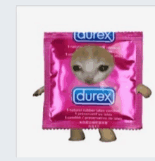 a cat is standing in front of a pink durex condom