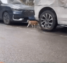 a cat is walking between two parked cars on the street .