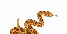 a giraffe shaped snake with its tongue out is on a white background .