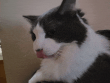 a close up of a black and white cat with its tongue hanging out