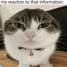 a cat wearing a collar with a bell on it looks at the camera with the caption my reaction to that information