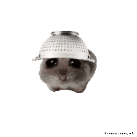 a hamster wearing a strainer on its head with the words hammy community below it