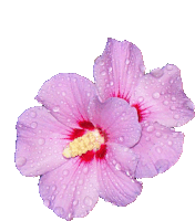 a purple flower with water drops on it