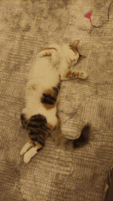 a calico cat is sleeping on its back on a blanket