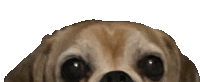 a close up of a small brown dog 's face with a white background