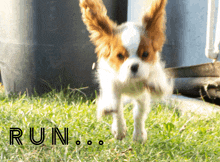 a brown and white dog is running in the grass and the word run is written below it