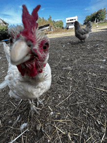 a white chicken with a red comb is standing in a dirt field